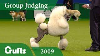 Standard Poodle wins Utility Group Judging at Crufts 2009  Crufts Dog Show