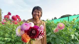 ช่วง.. ตัดดอกรักเร่ dahlia