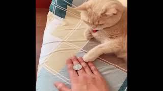 Funniest cats-Dont try to stop laugh -pet lover