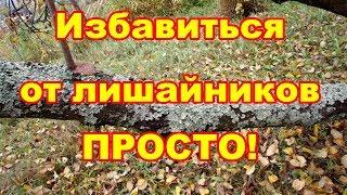 Удалять лишайники с деревьев надо или нет и как это сделать лучшеобсуждаем в этом видео