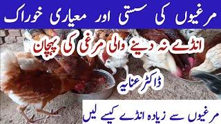 How to Increase Chicken Eggs Production in Pakistan  Non laying Hens  Chicken Feed  Dr Anaya