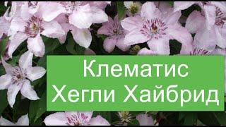 Клематис Хегли Хайбрид Хегли Гибрид