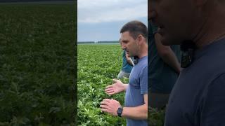 Картопля продовження . Вже на каналі #кооператив #unitedfarmers #дробязко #картопля