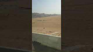 #Makkah #Desert #hajj2024 #Camel