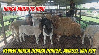 REVIEW HARGA DOMBA DORPER AWASSI VAN ROOY HARGA MULAI 75 RIBU DI DOMBA DORSIP MALANG