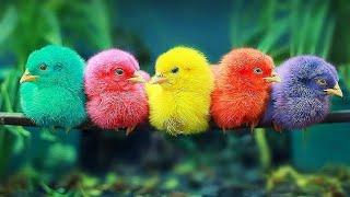 Cute Baby Chicks  ll Pyare Pyare Murgi ke Bacche ll Abhas Birds