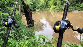 GIANT FISH Live In This TINY STREAM Bank Fishing