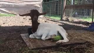 Sweet Baby Goat Rescued from Slaughter