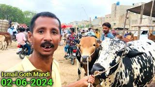 Big Challenge In Rates  Ismail Goth Mandi 02-06-2024 Karachi Cattle Update  Cow Mandi 2024