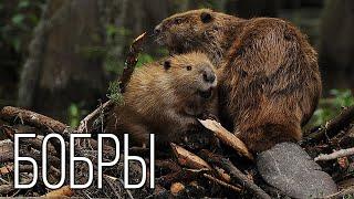 Beavers The best builders in the animal world  Interesting facts about beavers