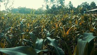 Ladang Jagung--Alam Desa Kerek Tuban