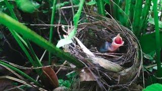 Skink Eats Up Baby Bird Alive In Front Of Mother – Lizard Kills Baby Bulbul In Nest ‬EP4