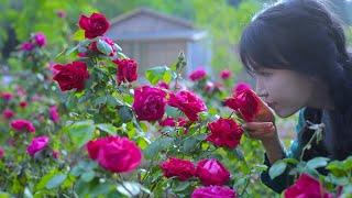 The life of roses.  Rose is a treasure flower Beautiful eatable and full of love.丨Liziqi Channel