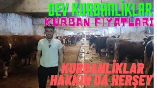 DURSUNLAR BESİCİLİK  0546 714 4680