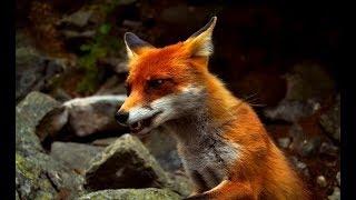 The Secret Life of Fox - Wildlife Wars Nat Geo