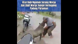 Viral Babi Ngamuk Serang Warga dan Gigit Warga Sungai Geringging Padang Pariaman