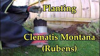 CLEMATIS MONTANA Rubens Planting and fixing support wires