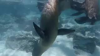 Snorkel with sea lions Lobos island San Cristobal