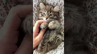 baby cats  - cute cats      - - - #babycats #cutebabe #funnycats