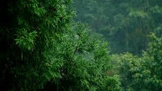 Rainy Forest 4K Live PC Wallpaper