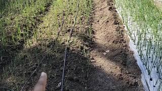 Onion cultivation with mulch and without mulch #Shorts 