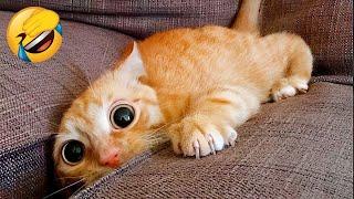 Aww funny animals that will make you LOL-  The Cute Pets Videos Compilation 2022