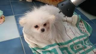 White Pomeranian Turns Into a Rug Everytime a Blowdryer Is On