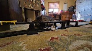 Making my cat chase a slot car