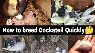 How to breed Cockatiel quicklyCockateil breeding tips #cockatiel #breeding #onlypetsyt