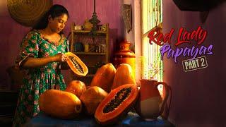 Red lady Papayas - PART 2  Golden Papayas for creamy Papaya boat & Pineapple drink  Traditional Me