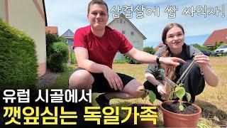 We are planting Korean perilla plant in the German countryside