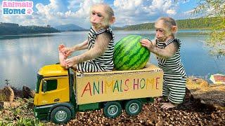 BiBi steals Amees fruits truck