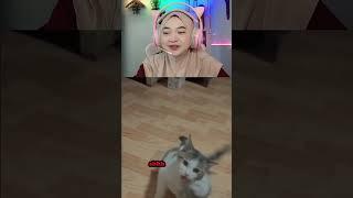 ANAK KUCING NGAJAK MAMA PULANG  #demikanimal #shorts #viral #dubbing #dubbinghewan #mayanadia #fyp