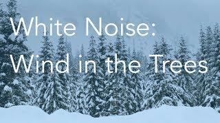 Wind in the Trees  Sounds for Relaxing Focus or Deep Sleep  Nature White Noise  8 Hour Video