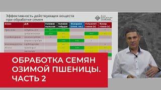 Озимая пшеница делать ли анализ семян и чем обрабатывать? Часть 2   Агроном  Сергий Ризанов