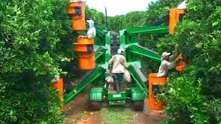 How Oranges Are Harvested in The Garden The Most Modern Agricultural Harvesting Machines 2020