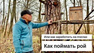 КАК ПОЙМАТЬ РОЙ. ИЛИ КАК ЗАРАБОТАТЬРАЗБОГАТЕТЬ НА ПЧЁЛАХ