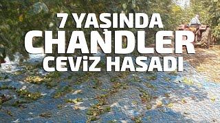 7 Yaşında Chandler Ceviz Hasadı #CevizHasat2019