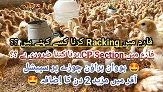  Special offer on Bovans Brown chicks extended to 16 June  bovan brown farming  poultry farming