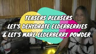 TEASERS PLEASERS LETS DEHYDRATE ELDERBERRIES & LETS MAKE ELDERBERRY POWDER