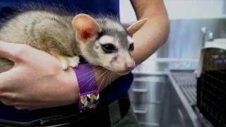 Baby ringtails get a veterinary check-up