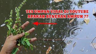 COBAIN UMPAN YANG KATANYA PALING AMPUH‼️UMPAN DAUN KEMANGI