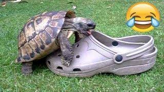 FUNNIEST TURTLES - Cute And Funny Turtle  Tortoise Videos Compilation BEST OF 