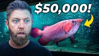 Private Tour Of The World’s Largest Aquarium