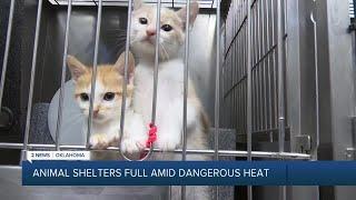 Overpopulation crisis  Green Country animal shelters maxed out animals in need