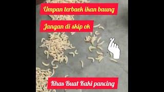 Umpan baung akar terbaik