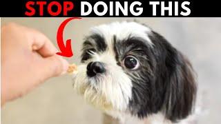 Mistakes Dog Owners Make - Never DO This Again