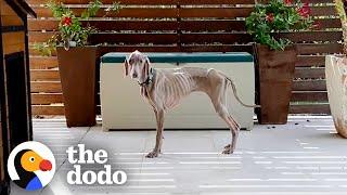 This Woman Lost Hope Saving Her Skeleton Dog Until...  The Dodo