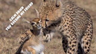 Cheetah cub bullied baby gazelle and jackal came to steal it