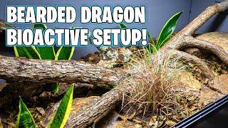 Bioactive Bearded Dragon Setup